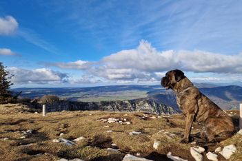 Les plus belles balades à faire avec son chien