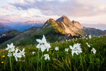 5 bons plans pour croquer le printemps