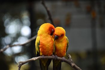 Saint-Valentin en Suisse romande : nos bons plans