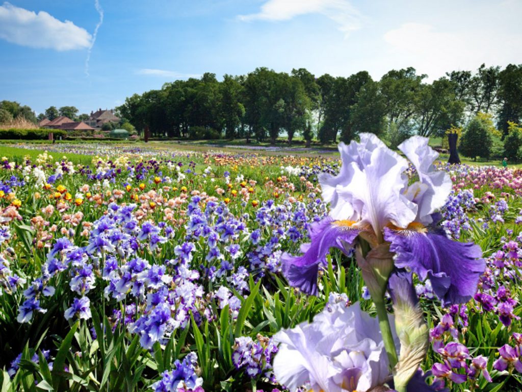 Jardins du Château de Vullierens - floralies d'iris