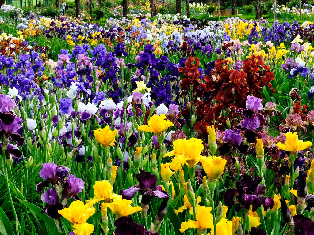 Jardins du château de Vullierens - Floralies - Iris