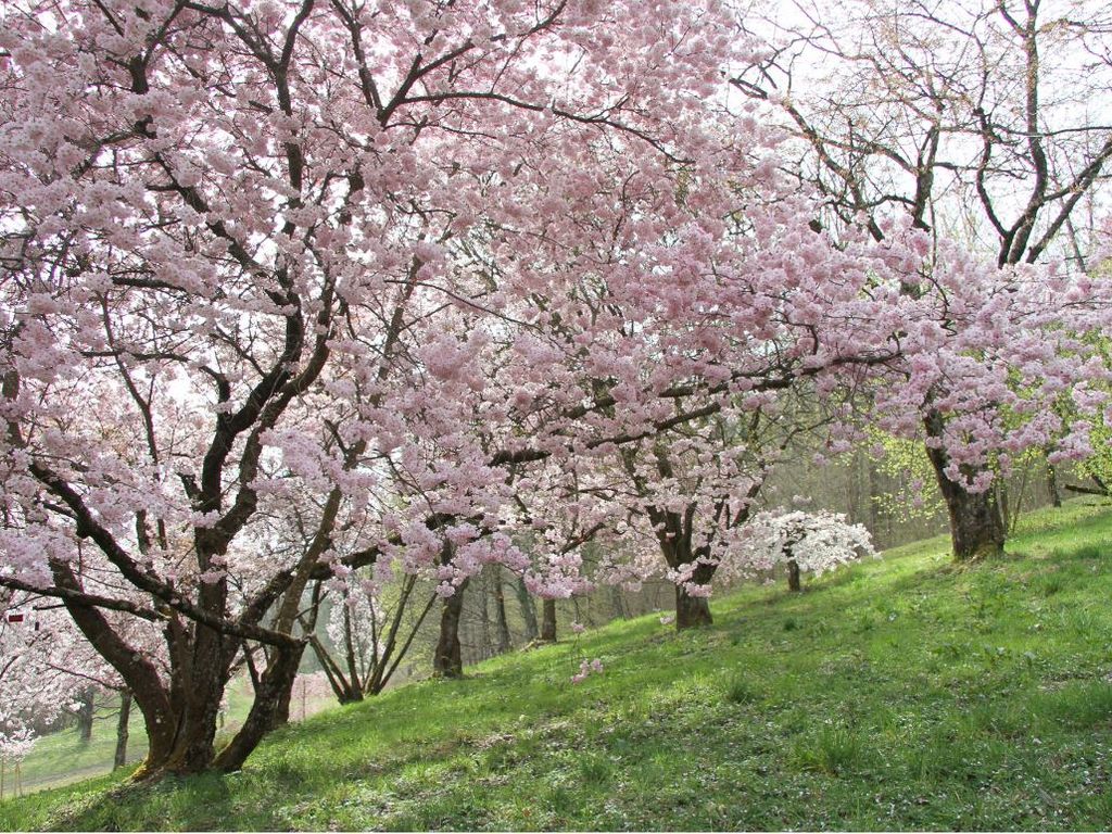 Arboretum - Aubonne