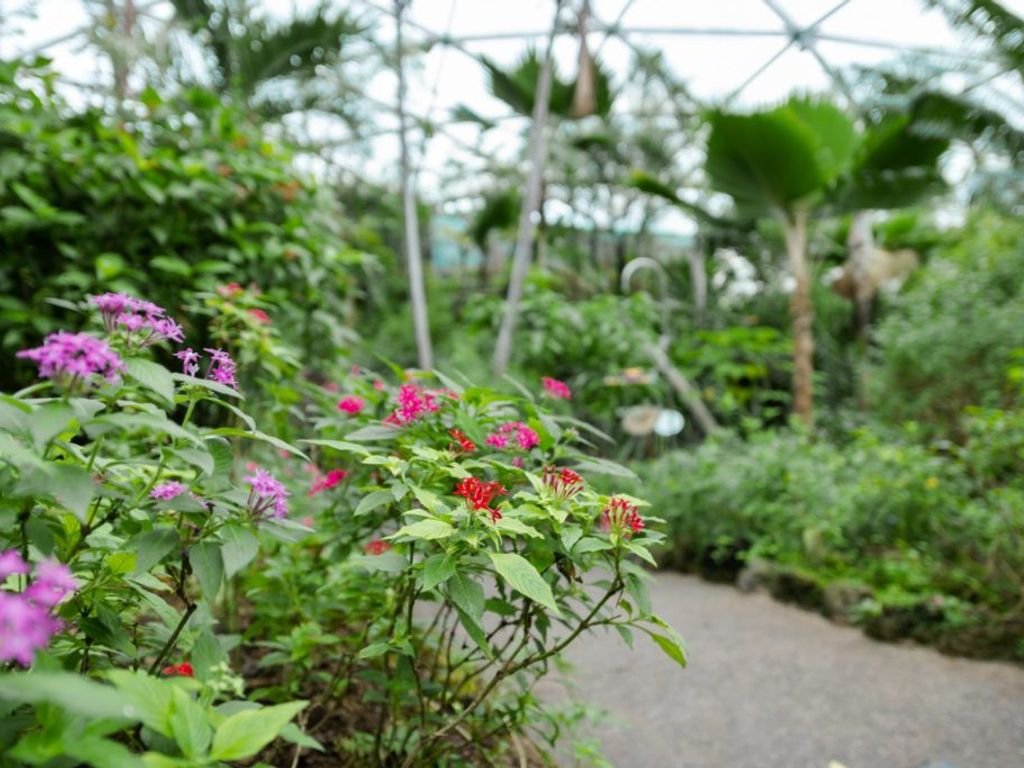 Papiliorama - Kerzers - Fribourg - serre