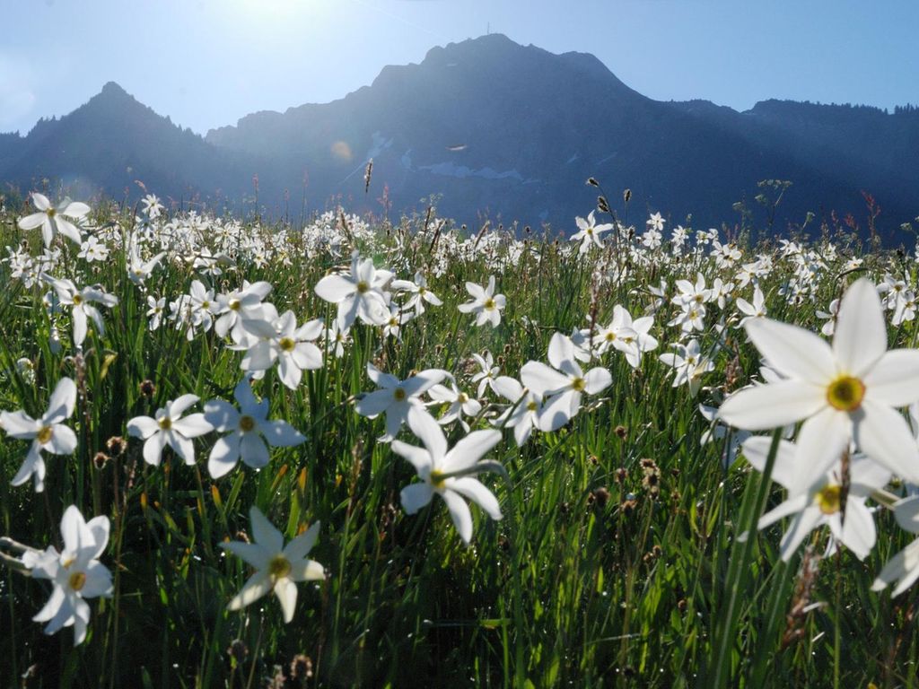 Sentiers des Narcisses - Riviera vaudoise - Pléiades 