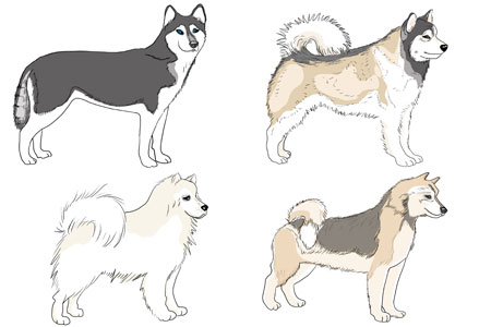 Chiens de traîneau: quatre races, un ancêtre