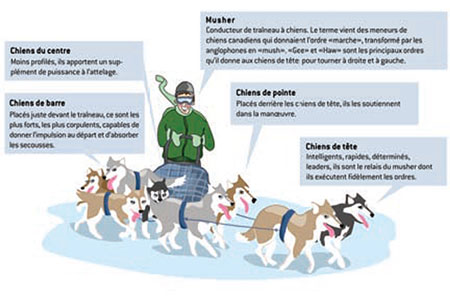 Chiens de traîneau - lexique illustré du mushing