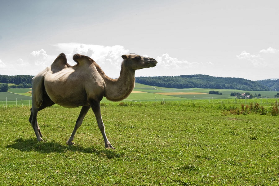 Balades insolites avec des animaux étonnants - Balade à dos de chameau à la Ferme Zahir à Lamboing