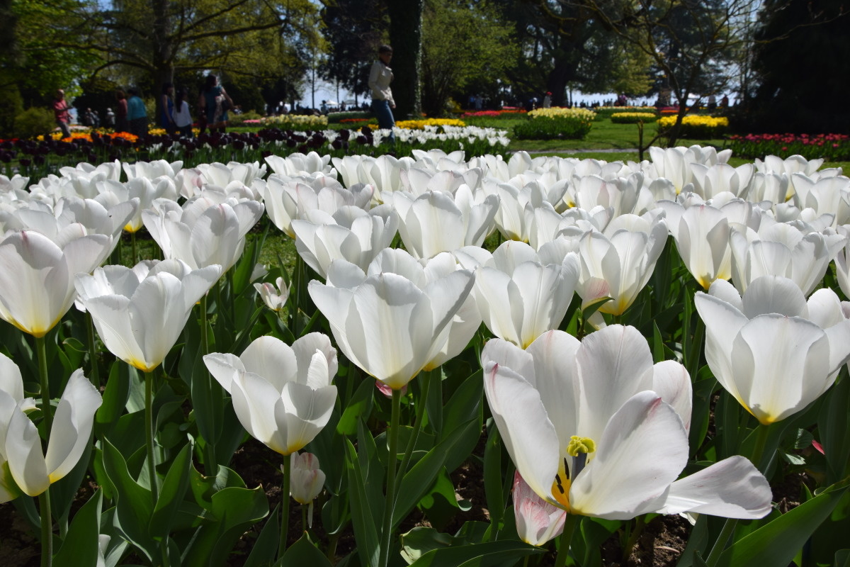Fête de la tulipe à Morges - balade au bord du lac Léman