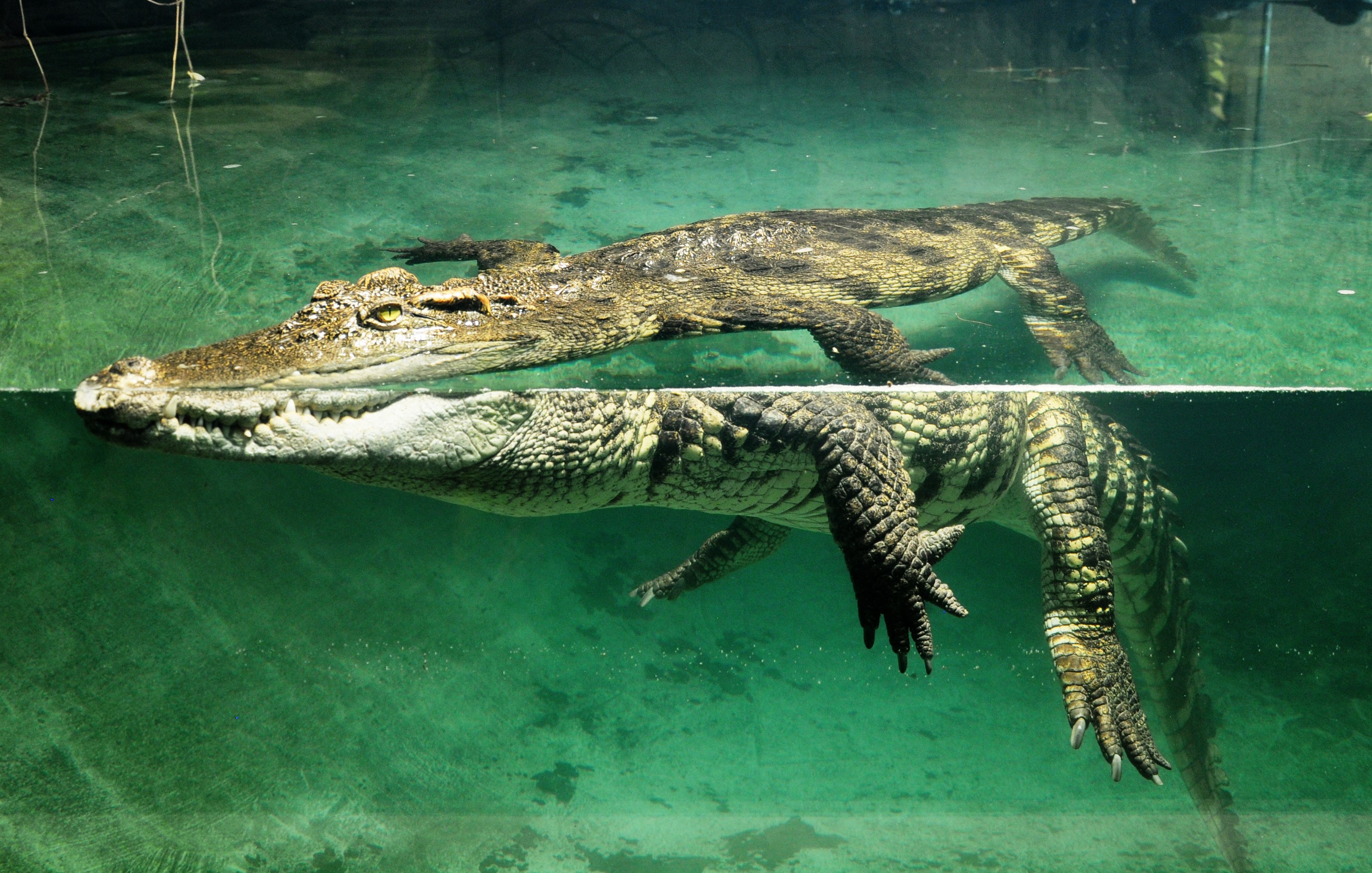 Tropiquarium Servion Vaud Crocodil Siam