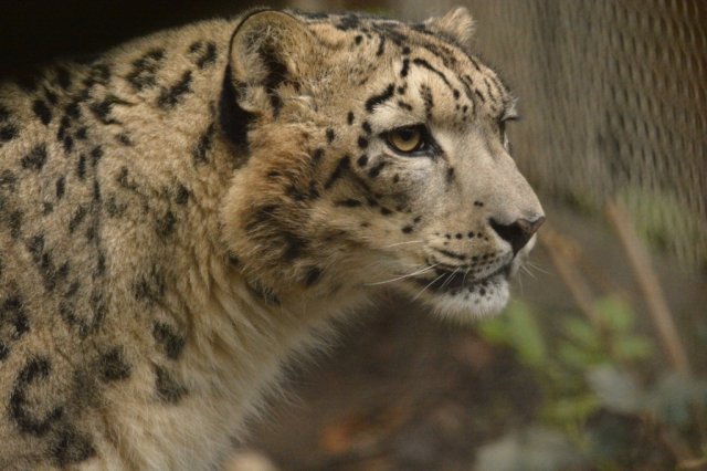 Bioparc, parc animalier à Genève