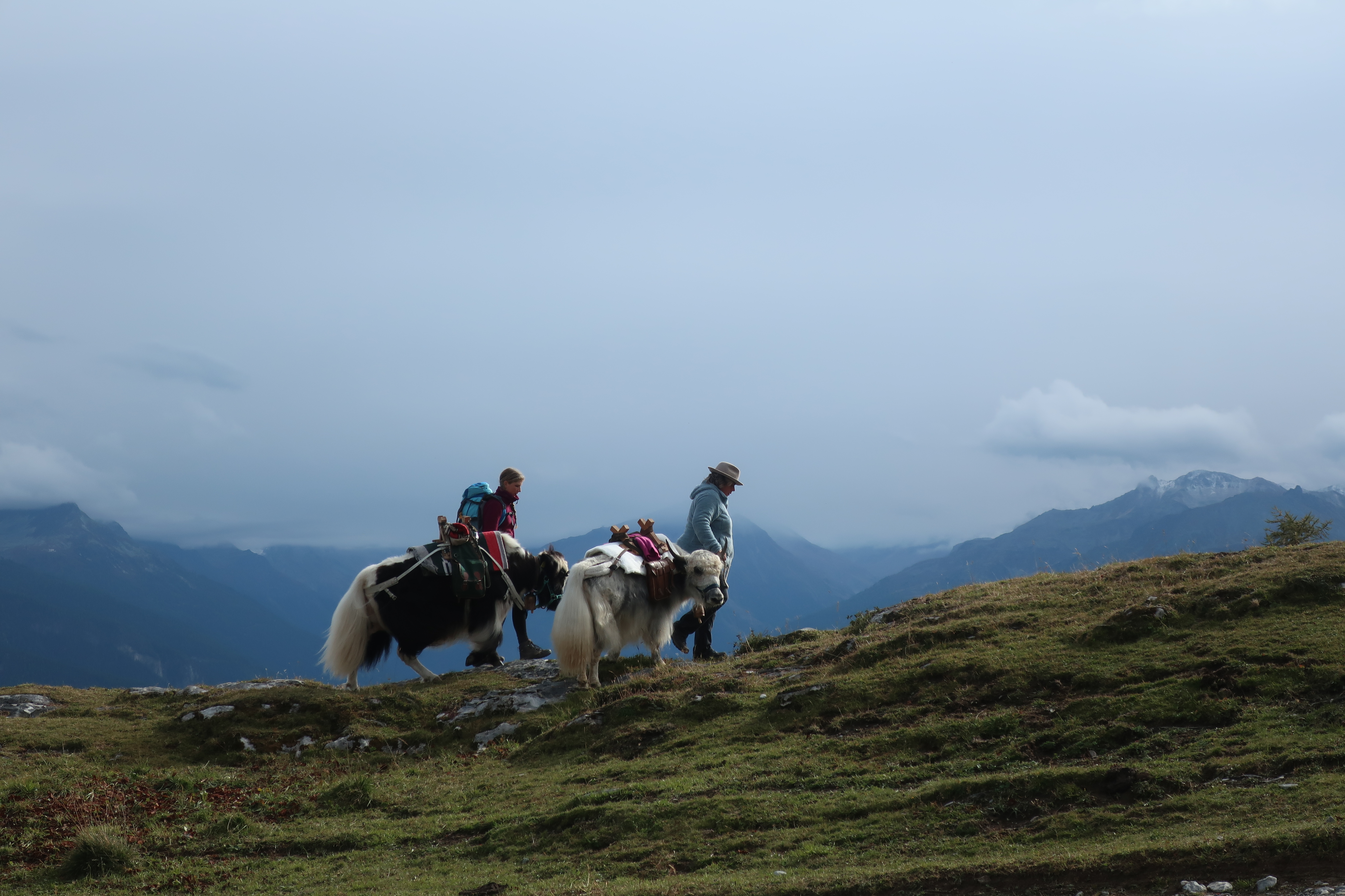 Balades insolites avec des animaux étonnants - Trekking avec des yaks à Chermignon avec Yak'à'Oser