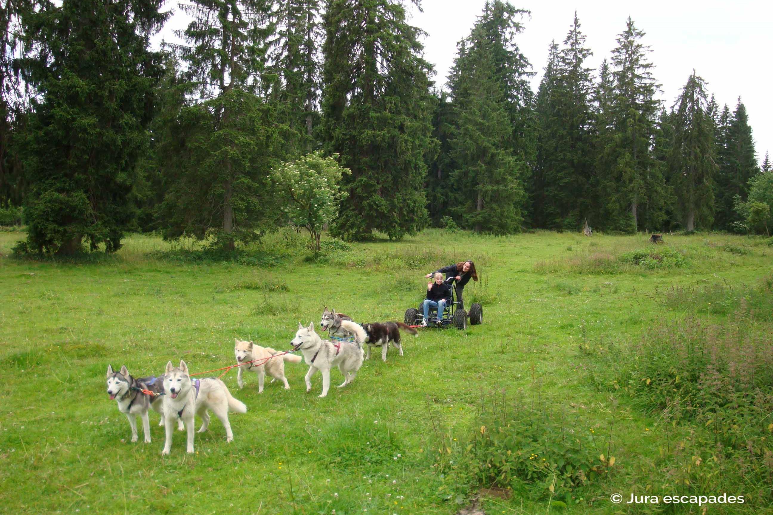 Balades insolites avec des animaux étonnants - Sortie avec des huskies avec Jura Escapades