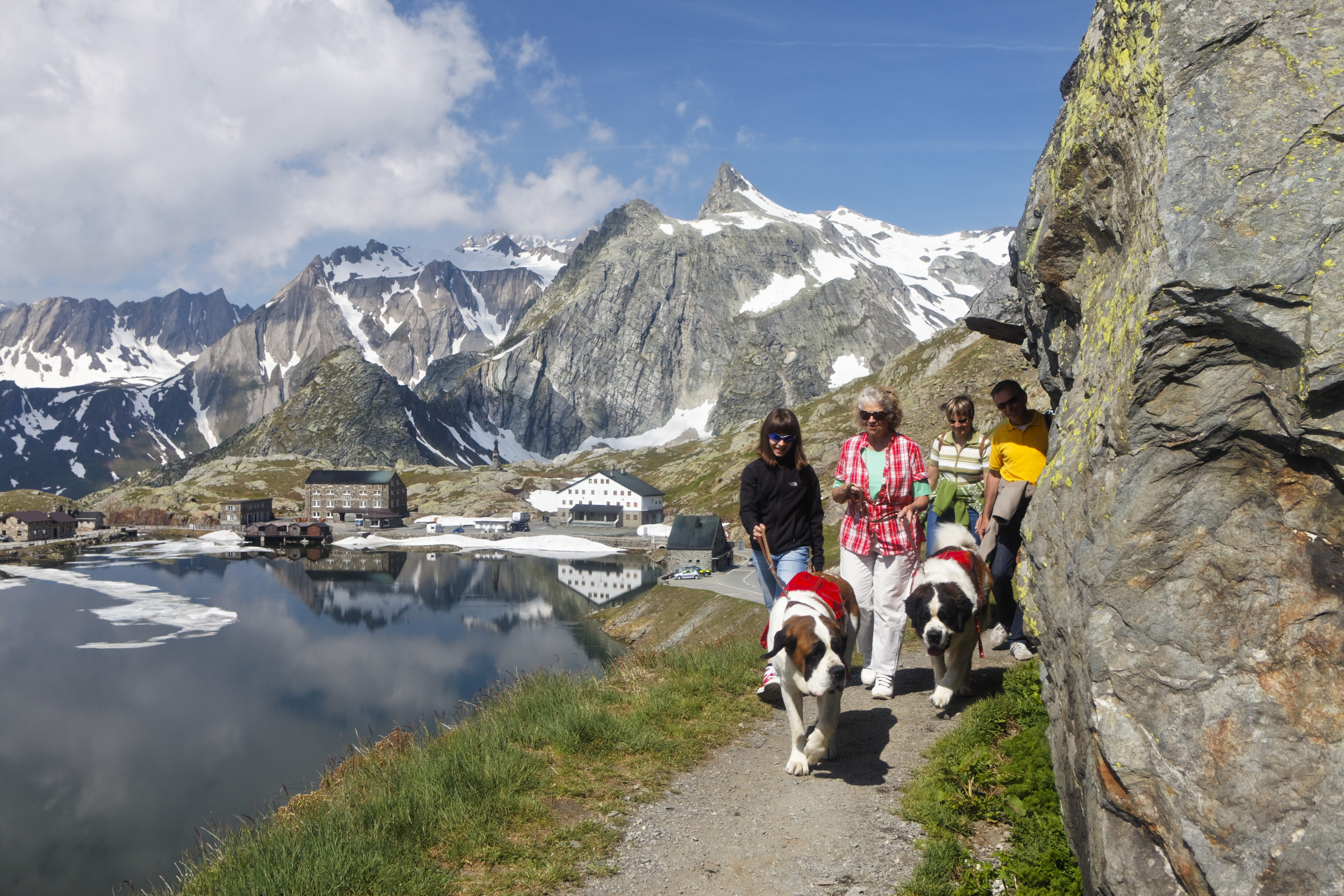 Balades insolites avec des animaux étonnants - Balade avec les chiens du Saint-Bernard en Valais