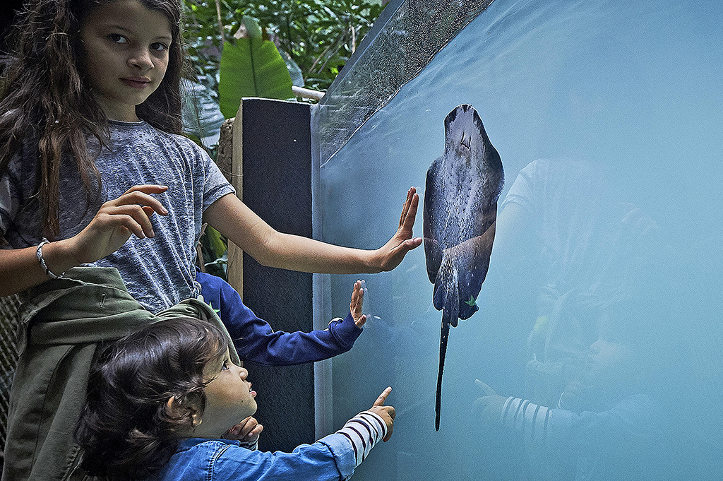 Aquatis: rencontre des enfants avec une raie