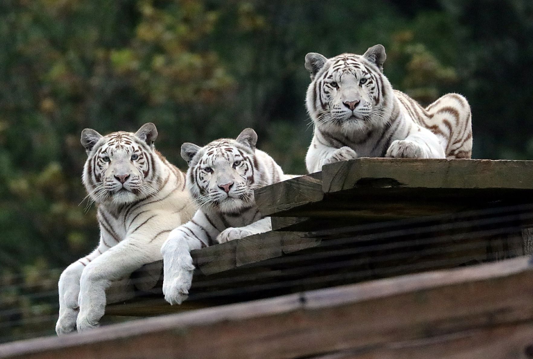 Le Sikypark est là pour offrir un toit aux animaux sauvages indigènes et exotiques dans le besoin