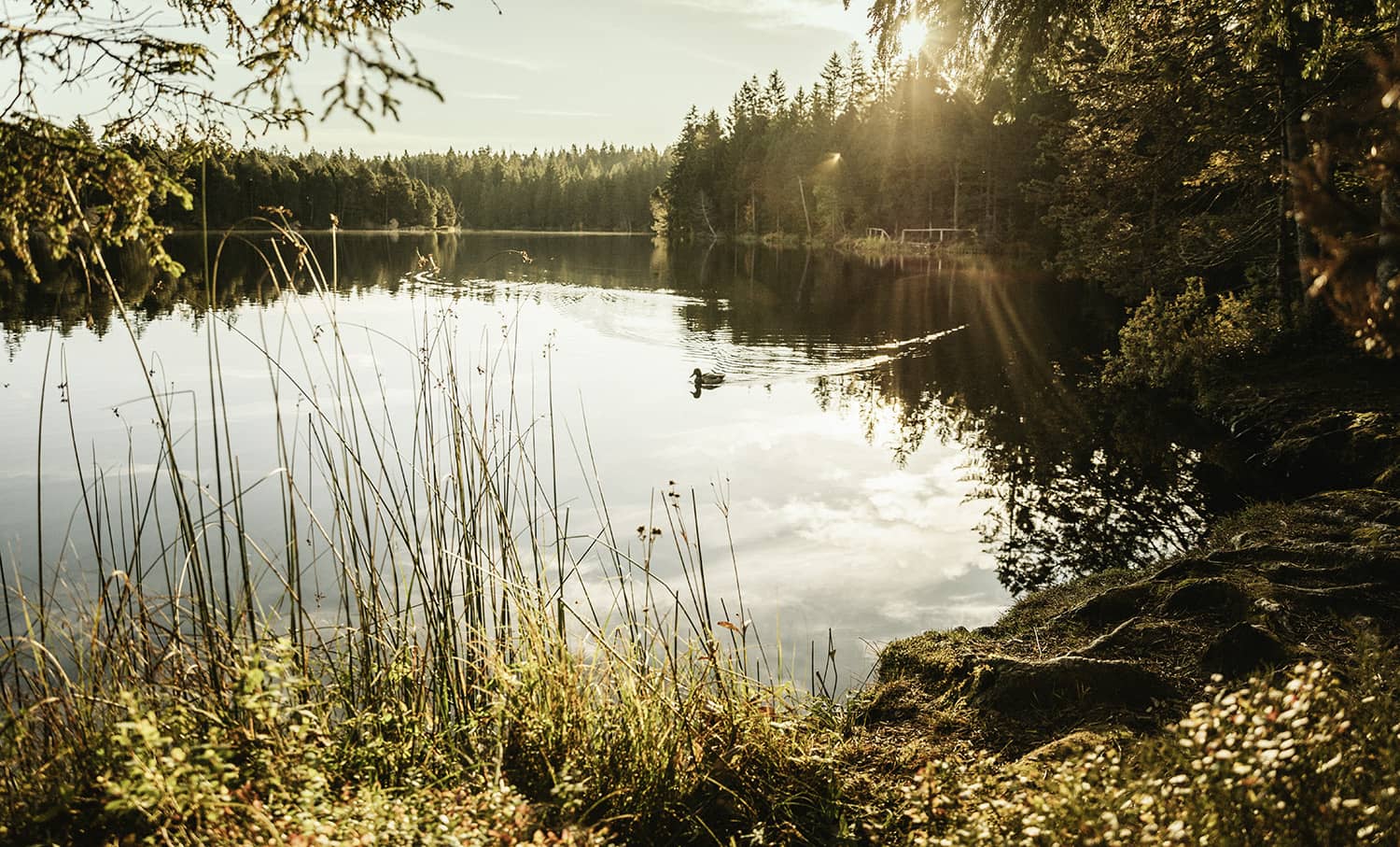 Etang de la Gruère dans le canton du Jura
