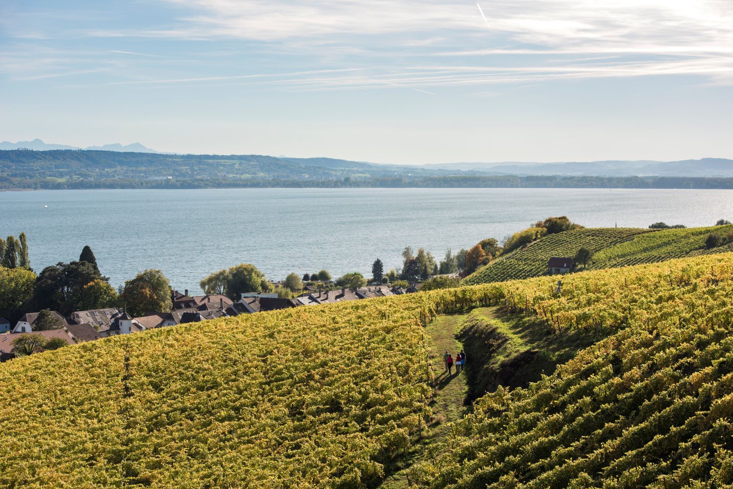 Le Vully, vignoble du canton de Fribourg