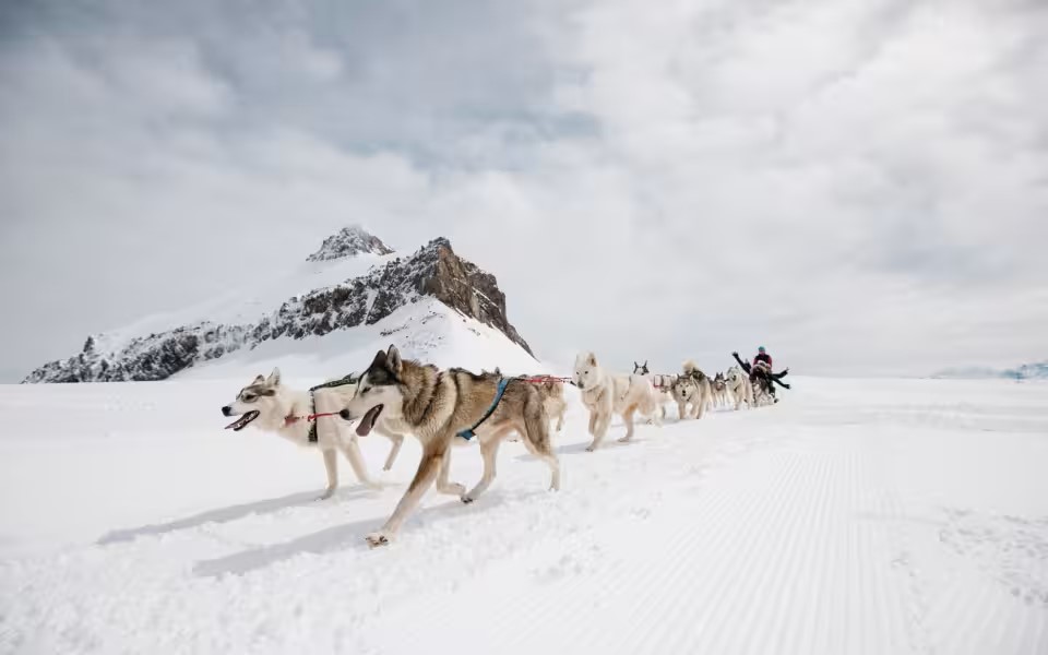 chien de traineau dans les Alpes vaudoises