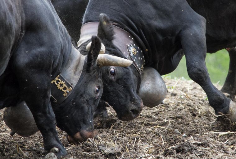 La combativité des vaches d'Hérens résume bien le caractère particulier du Vieux pays.