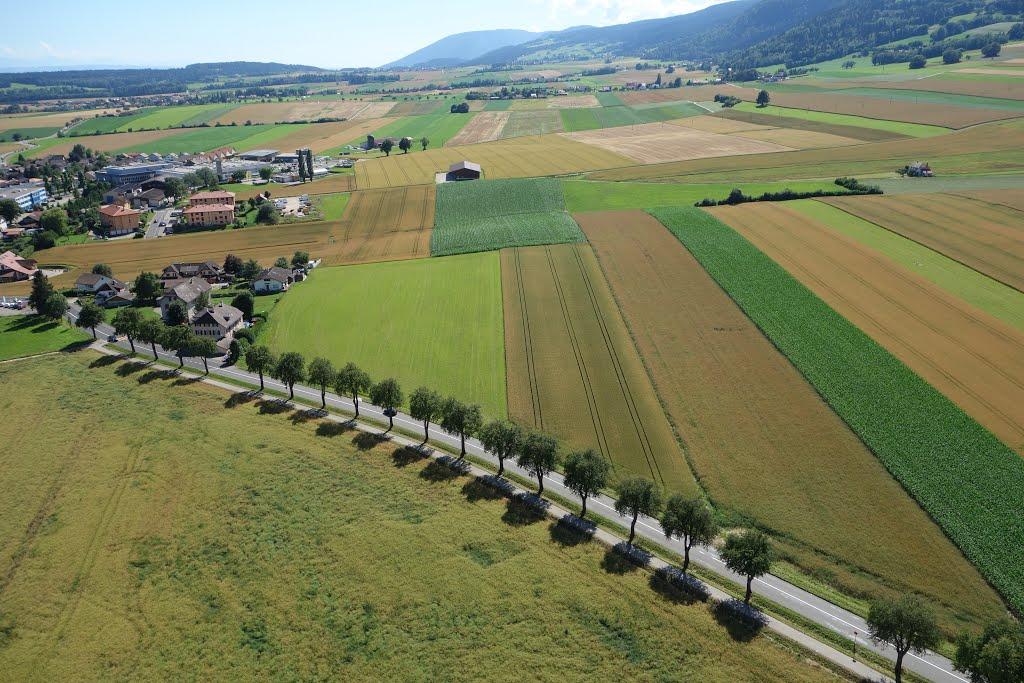 Les allées d'arbres du Val-de-Ruz.