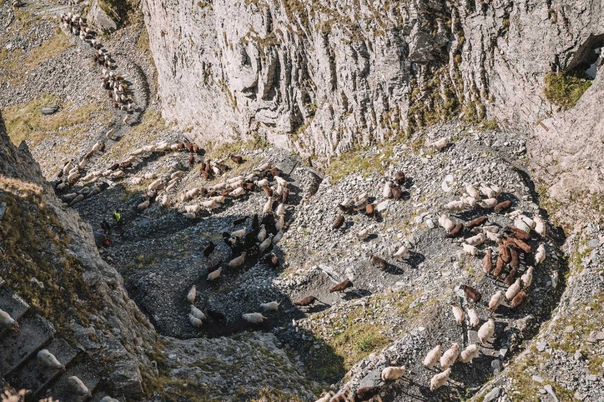 Gare au faux pas ! Pour rejoindre leur maison hivernale, les moutons serpentent sur le vertigineux sentier de la Gemmi.