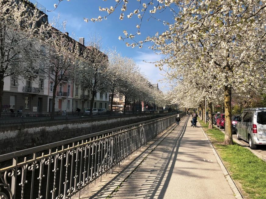 Cerisiers en fleur bienne
