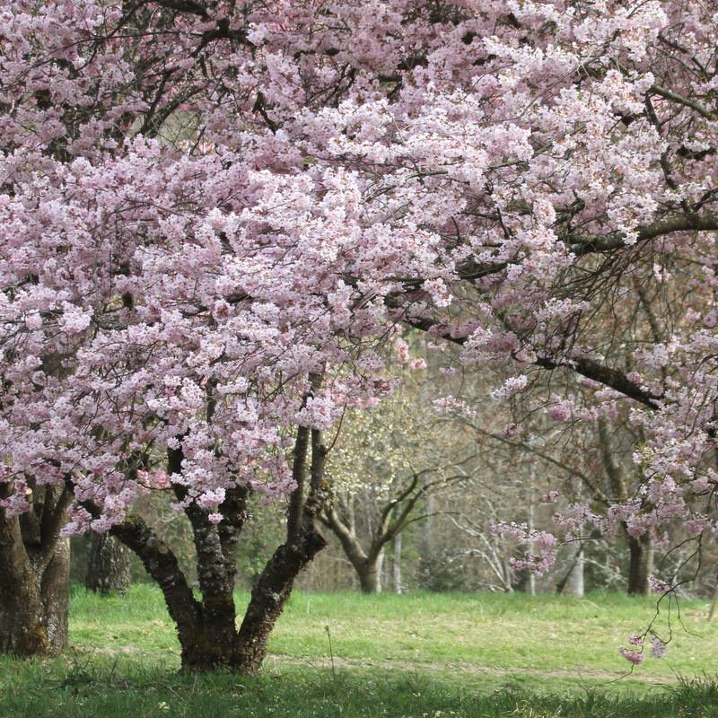 Arboretum aubonne cerisier