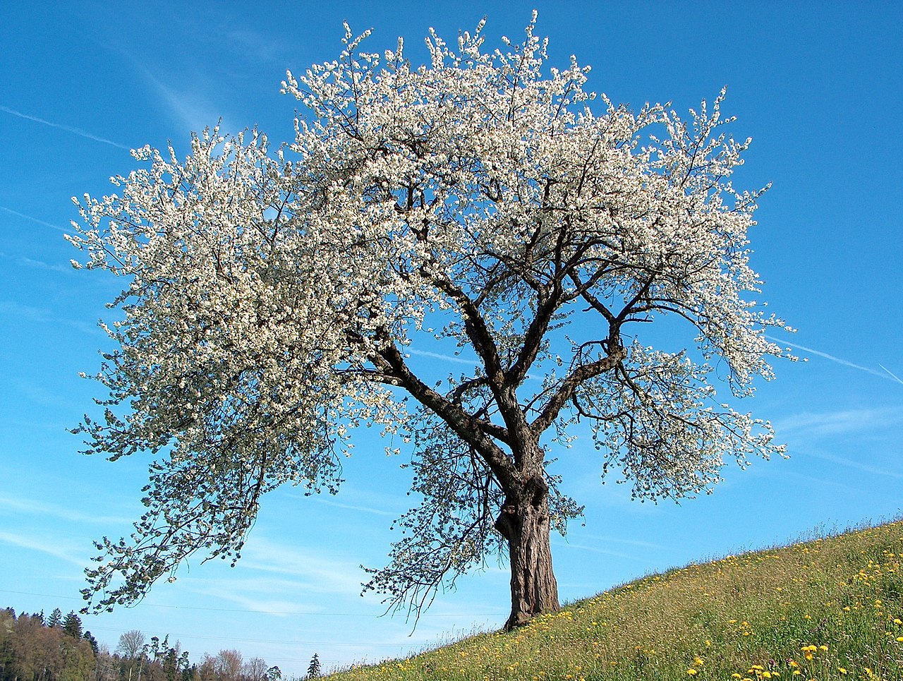 Cerisier en fleur
