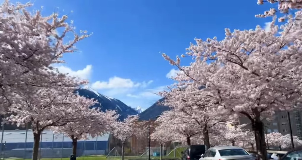 Martigny cerisiers