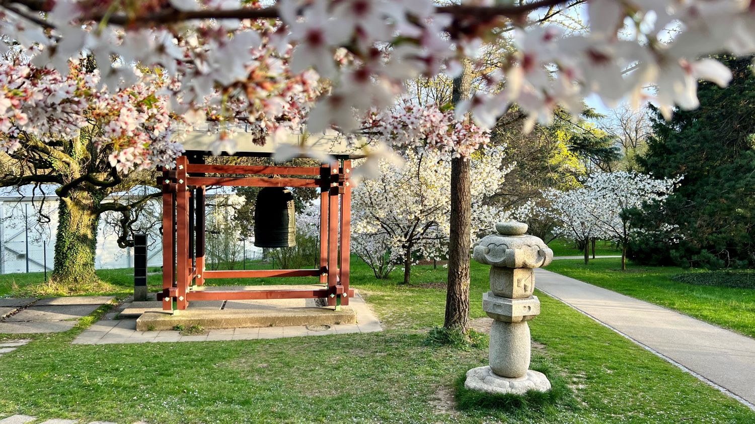 Au printemps, la trentaine de cerisiers entourant la cloche Shinagawa, dans le parc de l'Ariana, donnent aux lieux une ambiance follement japonaise.