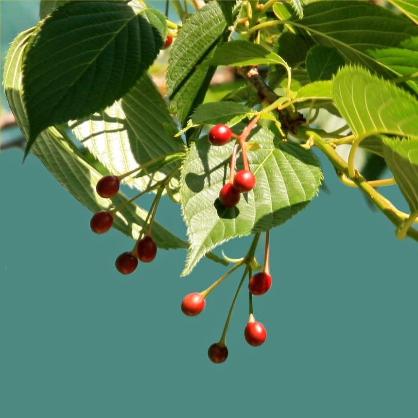 Fruit du cerisier japonais