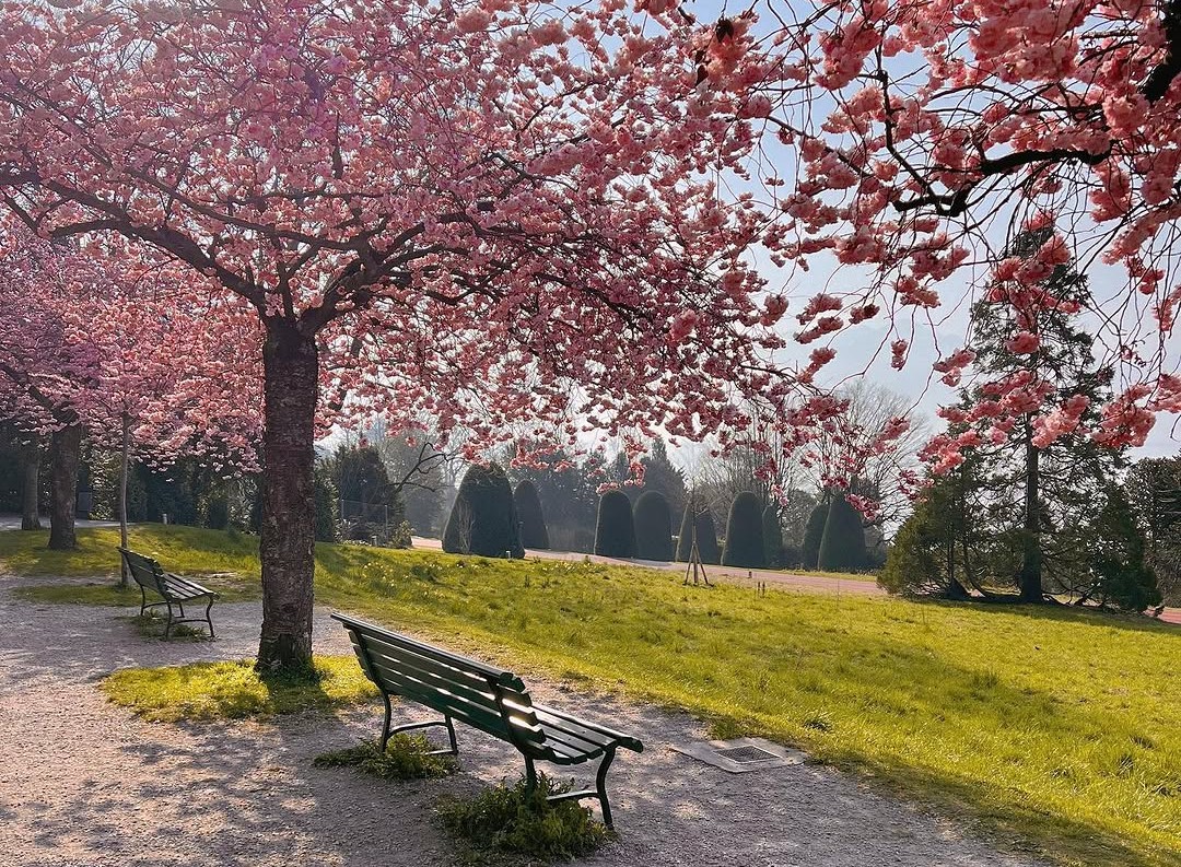 Cerisiers en fleur à Lausanne, musée olympique