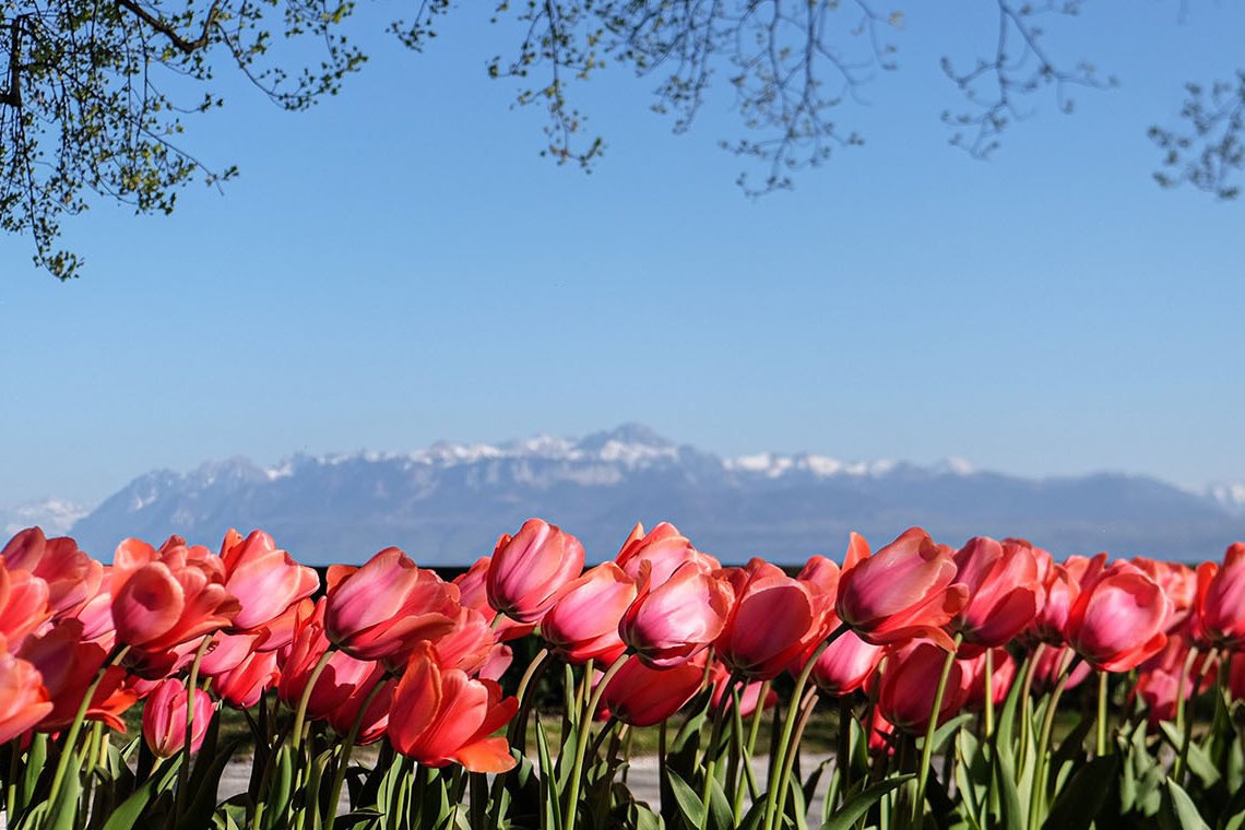 Fête de la tulipe à Morges - balade au bord du lac Léman