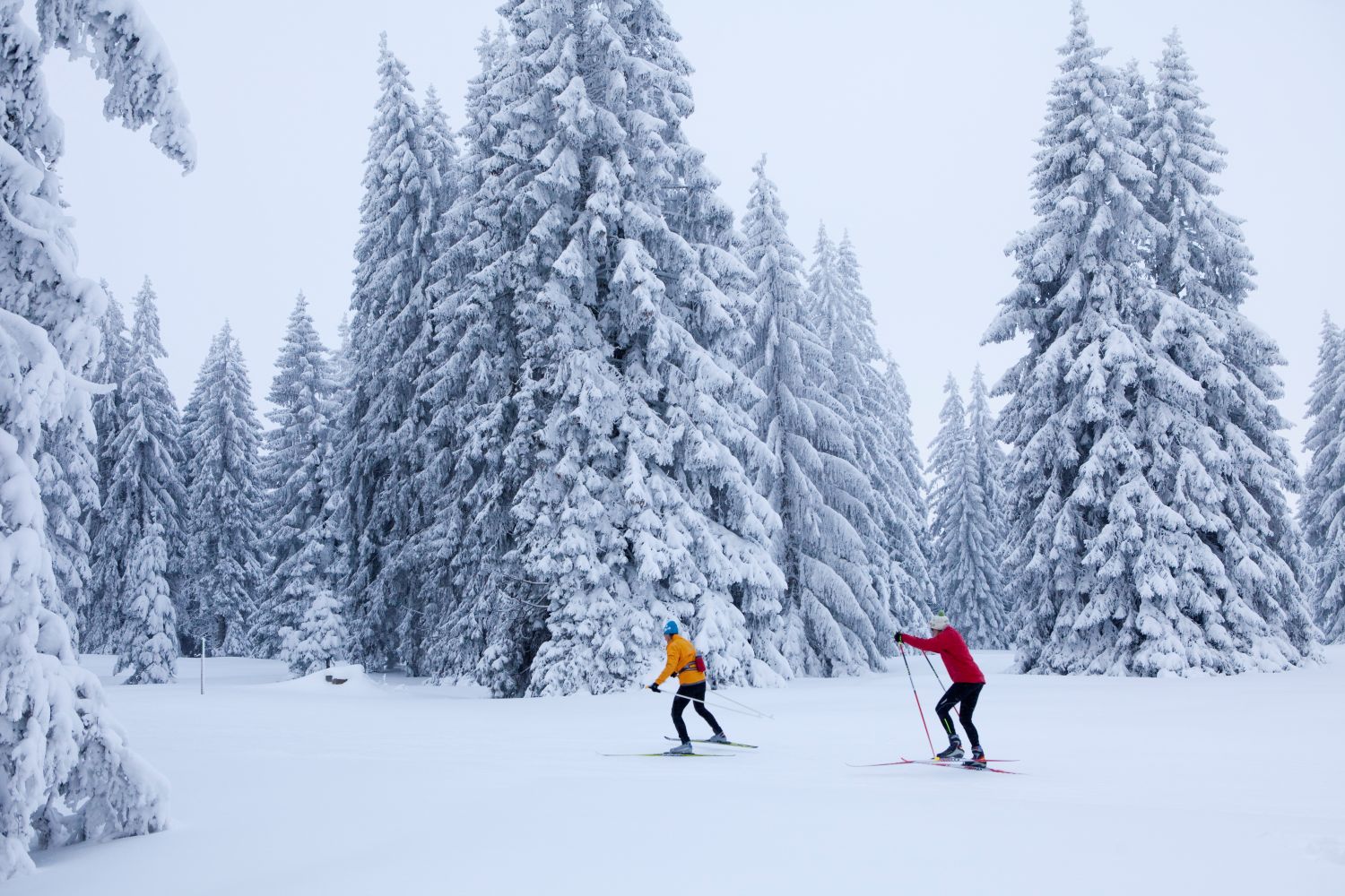 Ski de fond
