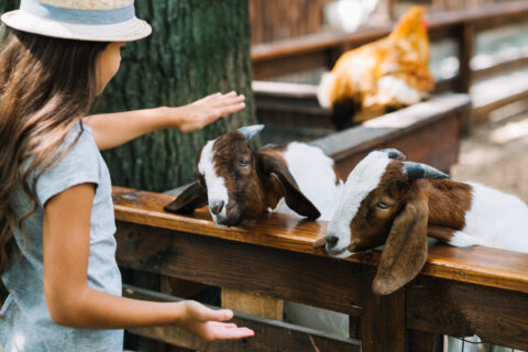 Top 8 des fermes pédagogiques à découvrir avec les enfants