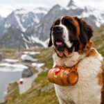 Pays du Saint-Bernard