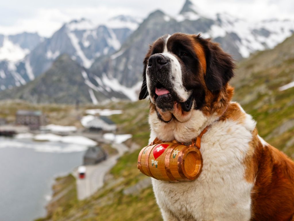 Pays du Saint-Bernard