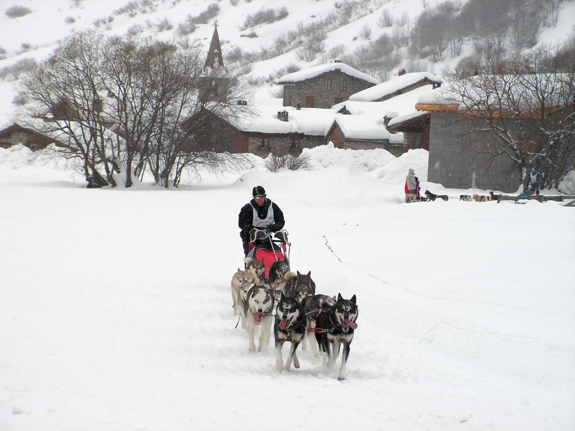 Chiens de traîneaux Savoie Mont Blanc