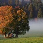 Franches-Montagnes