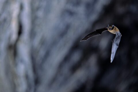 La Nuit des chauves-souris : où observer ces animaux ?